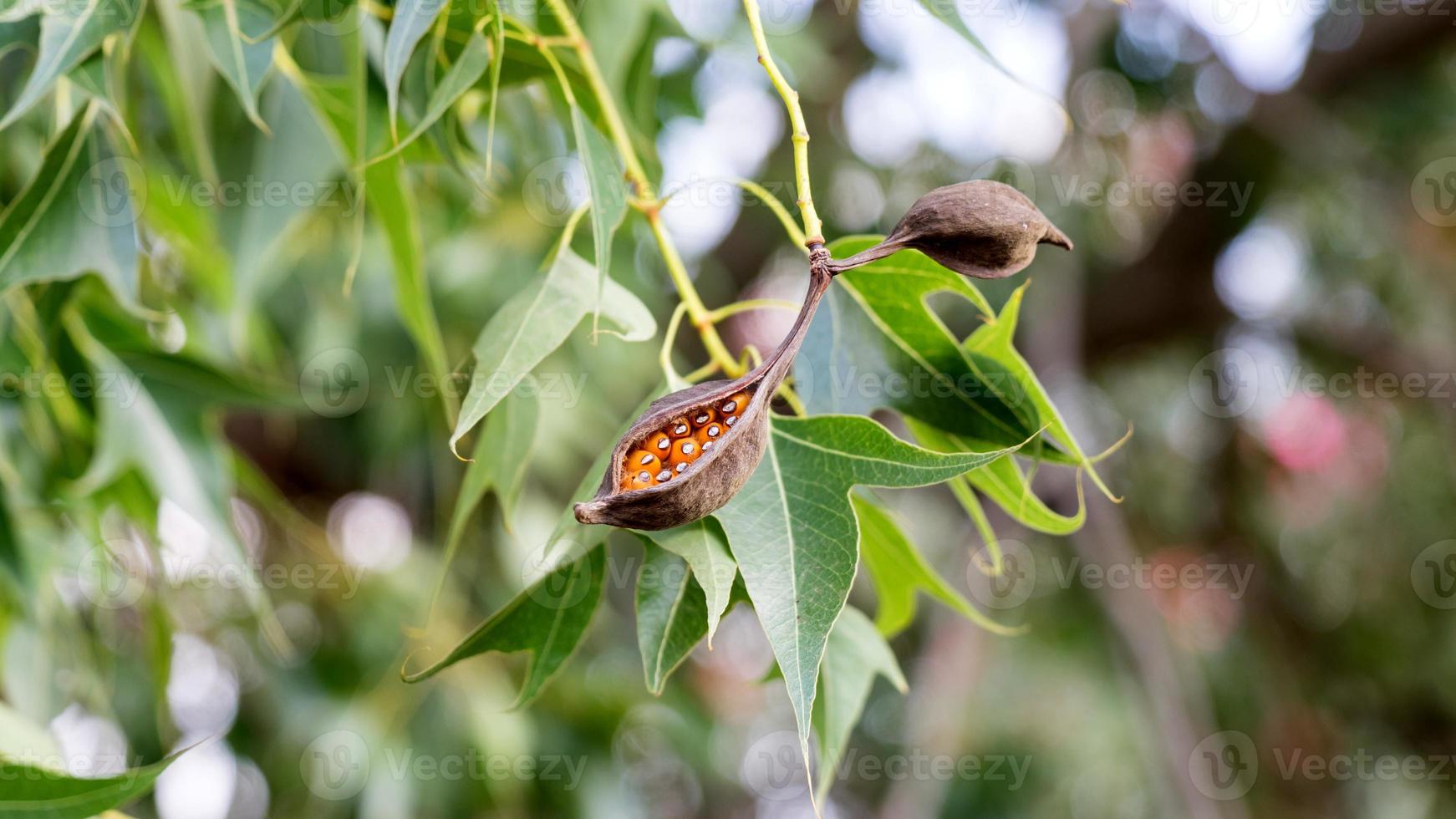 Las vainas de semillas de Brachychiton populneus en el árbol, Israel foto