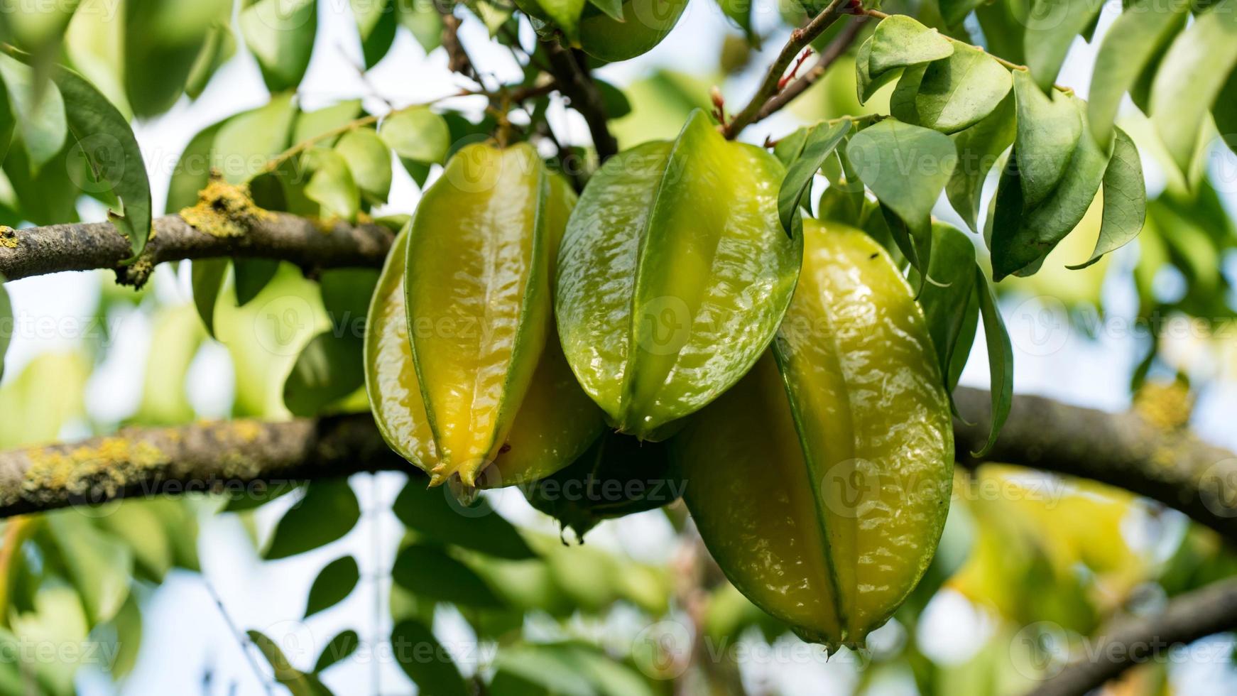 Close-up of Carambola starfruit growing on branch with green leaves, Israel photo