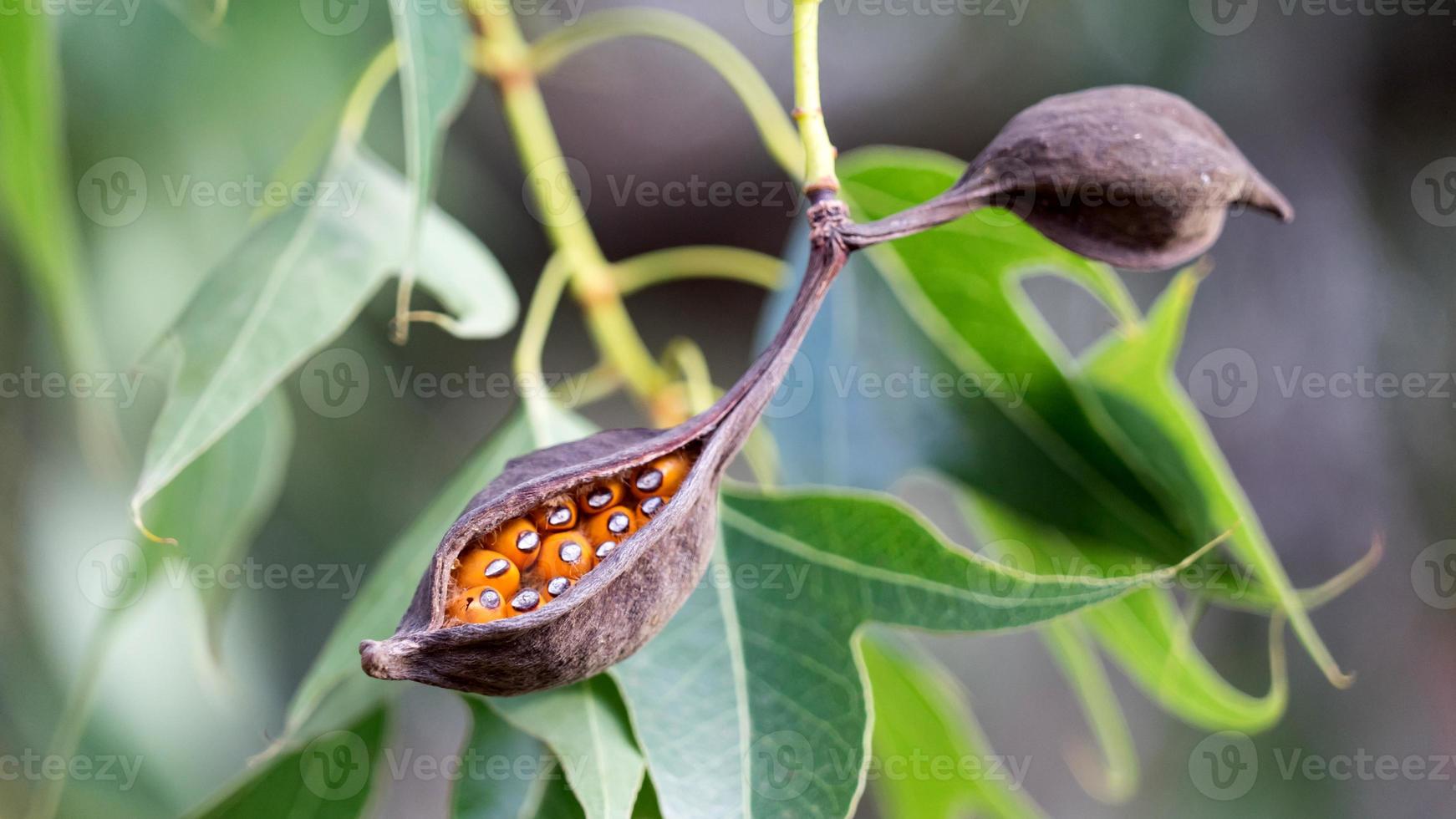 Brachychiton populneus seed pods on the tree, Israel photo