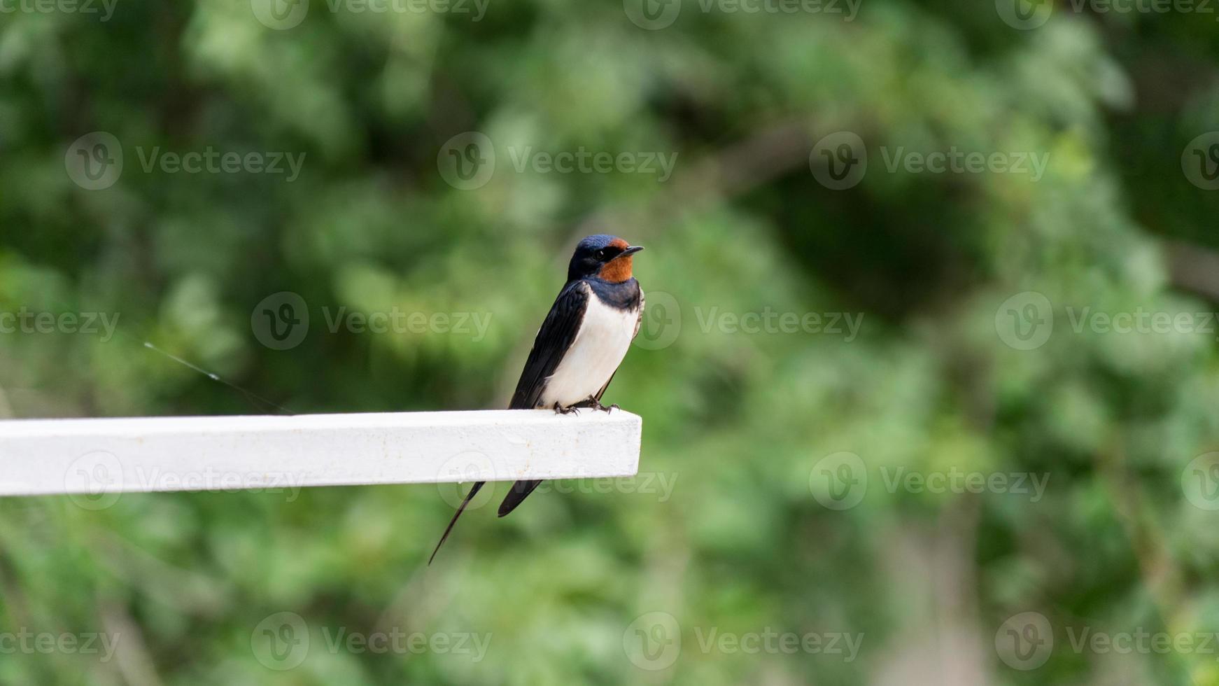 Singing barn swallow is sitting on a stick photo