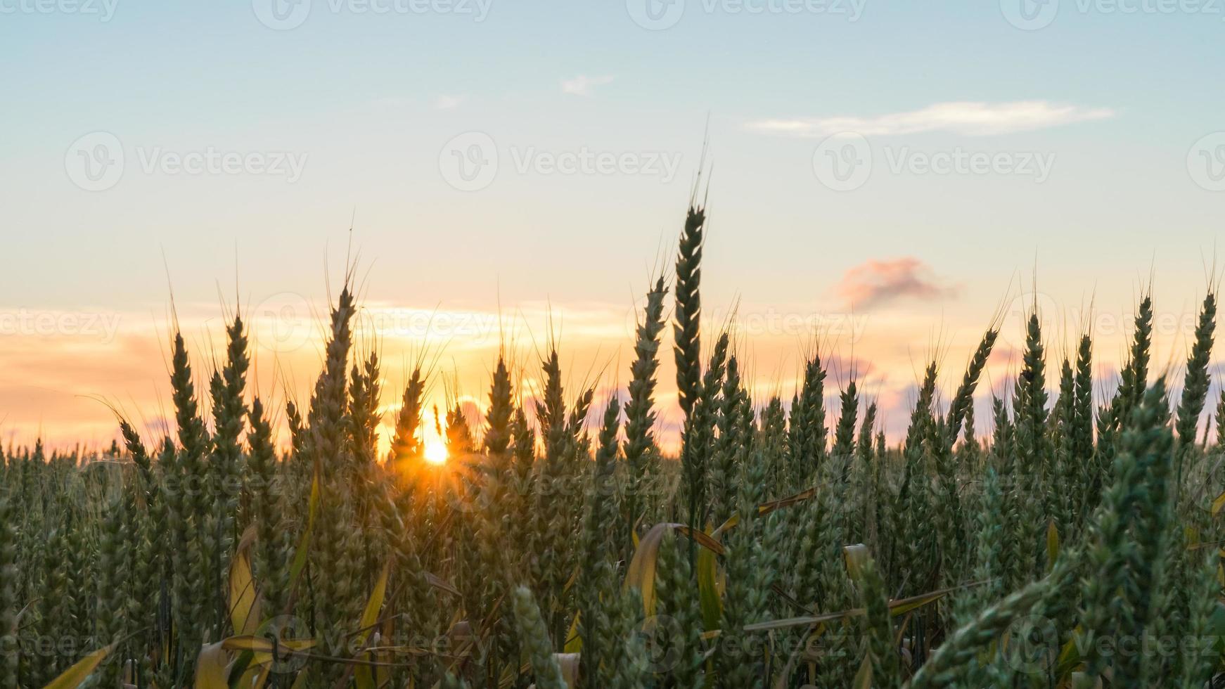 hermosa puesta de sol sobre el campo en blagoveshenskaya, rusia foto