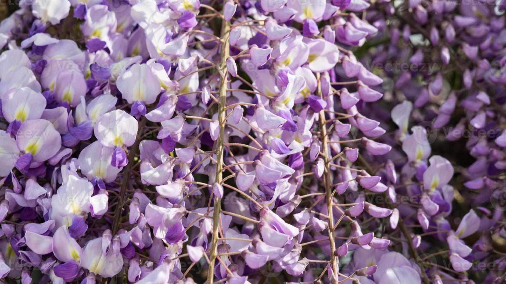 Cerca de flores de glicina púrpura, Crimea foto