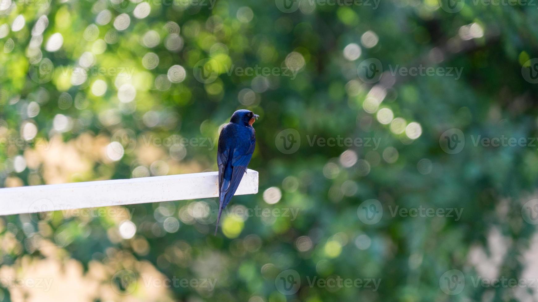 Singing barn swallow is sitting on a stick, Russia photo