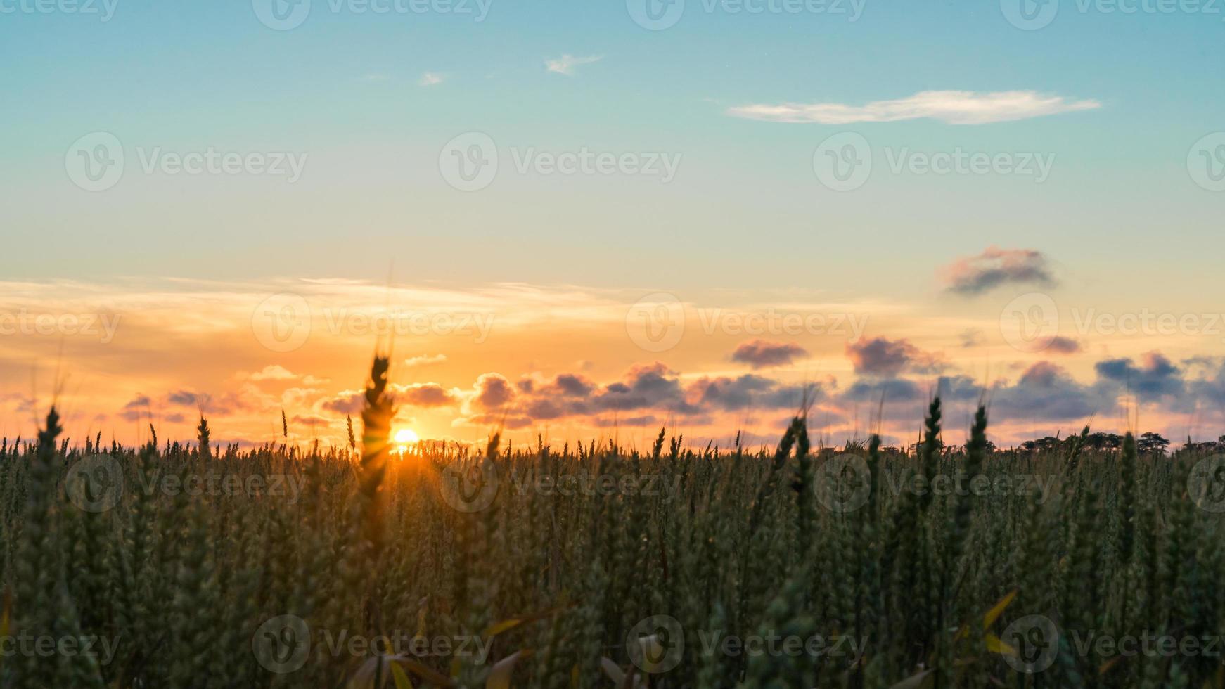 hermosa puesta de sol sobre el campo blagoveshenskaya, rusia foto