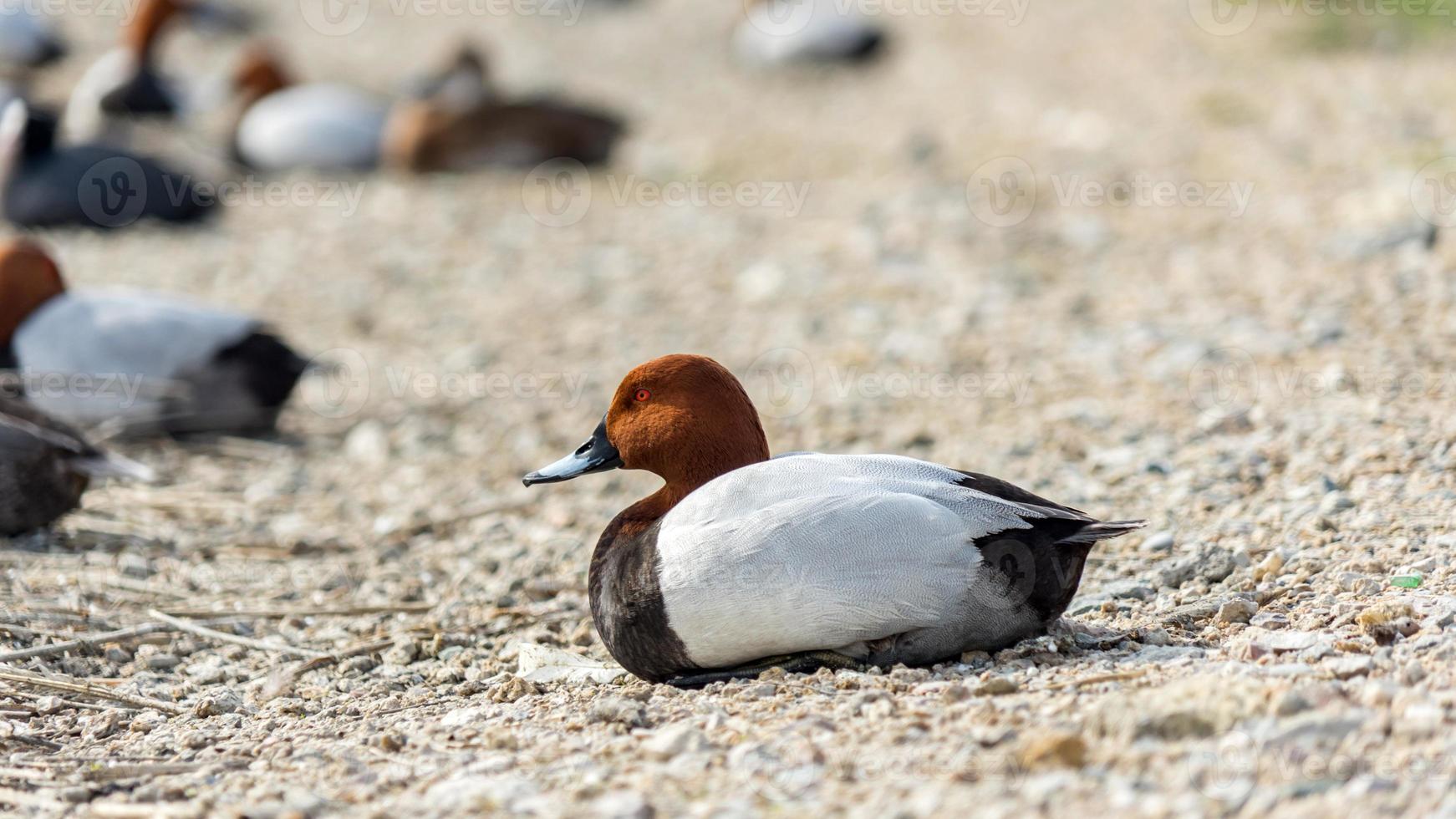 Ducks sit on the shore, lake Sasyk-Sivash photo