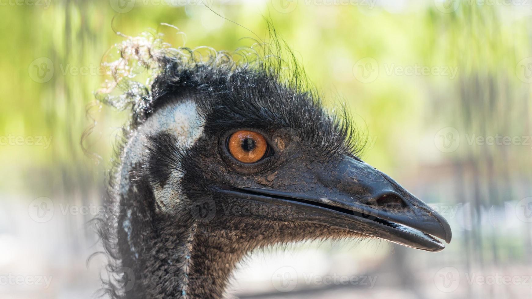 Close-up of ostrich in park Yarkon, Tel Aviv, Israel photo