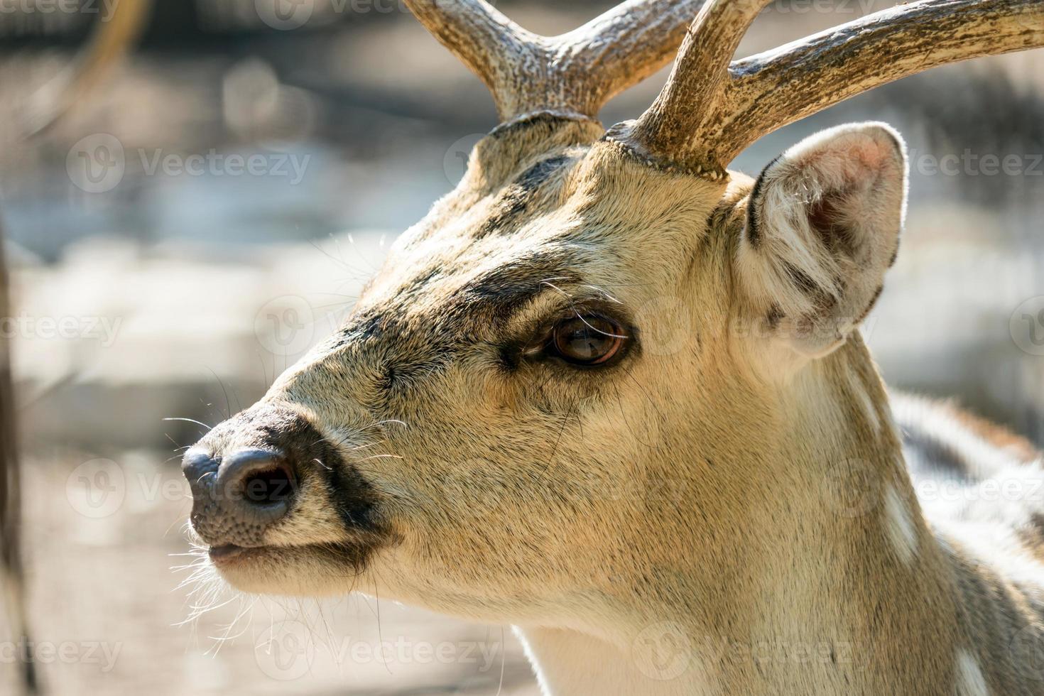 Close-up spotted Chital deer in a park Yarkon Tel Aviv, Israel photo