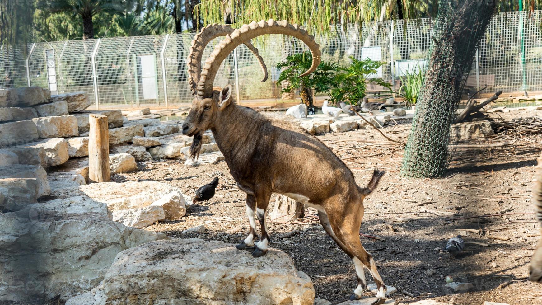 Las cabras montesas en el parque Yarkon de Tel Aviv, Israel foto