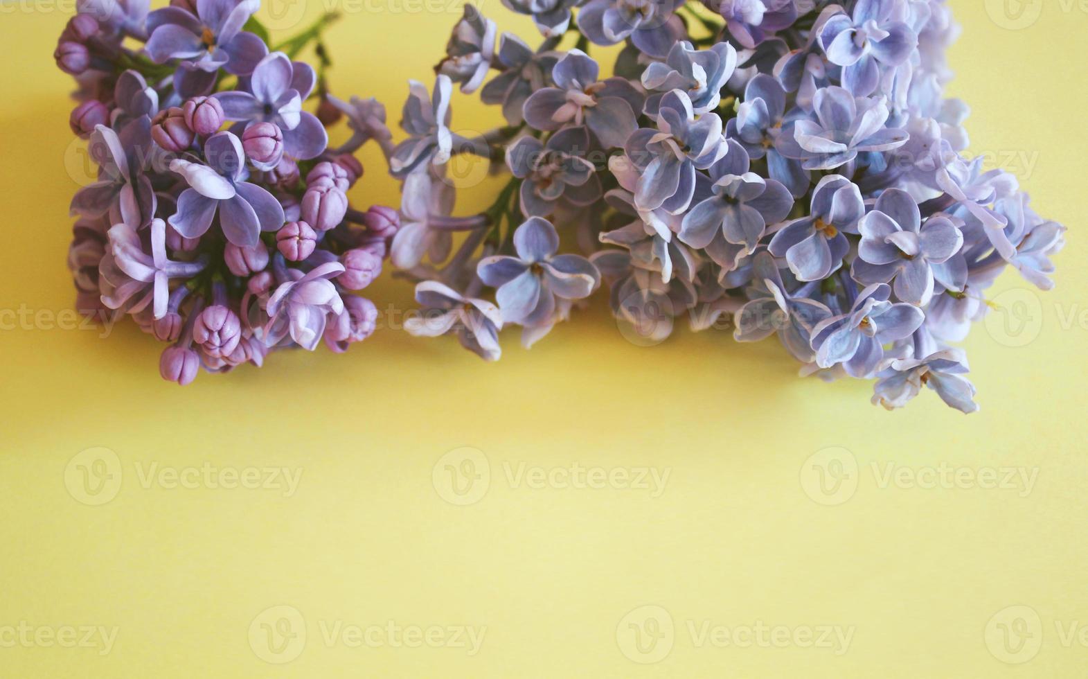 Lilac branches lie on a yellow background photo
