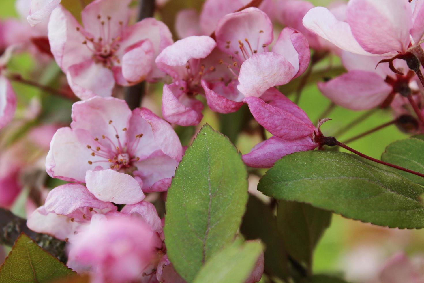 rama de cerezo en flor rosa foto