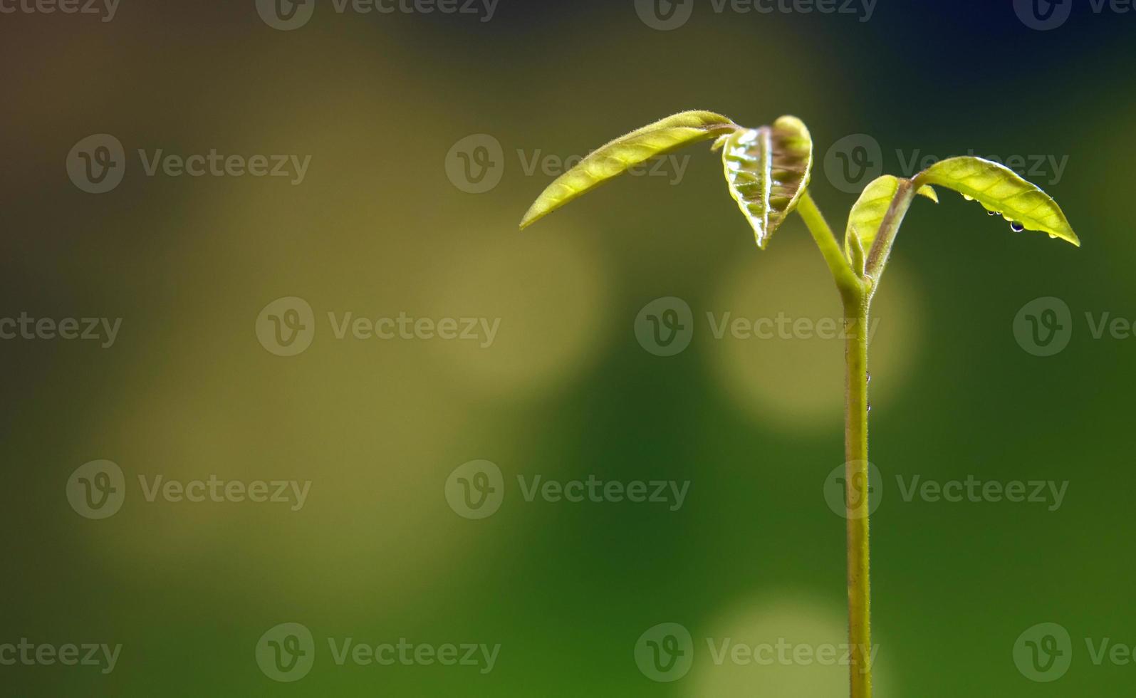 Brote de hojas de siembra de plantas jóvenes en el bosque foto