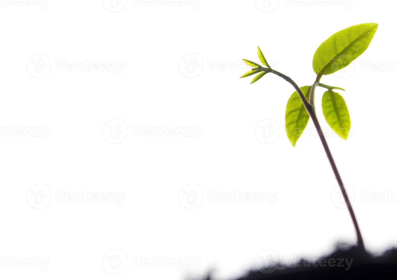 Brote de hojas de siembra de plantas jóvenes en el bosque foto