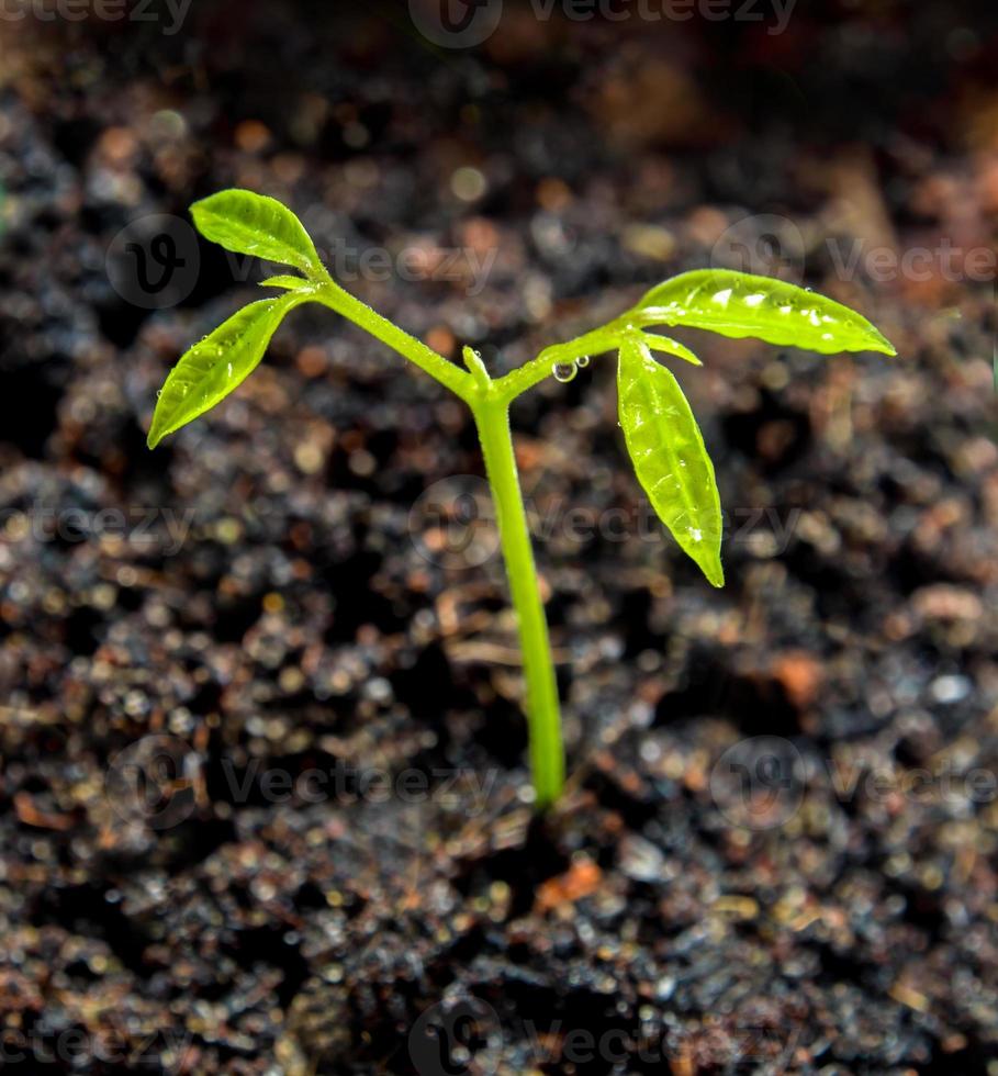 Brote de hojas de siembra de plantas jóvenes en el bosque foto