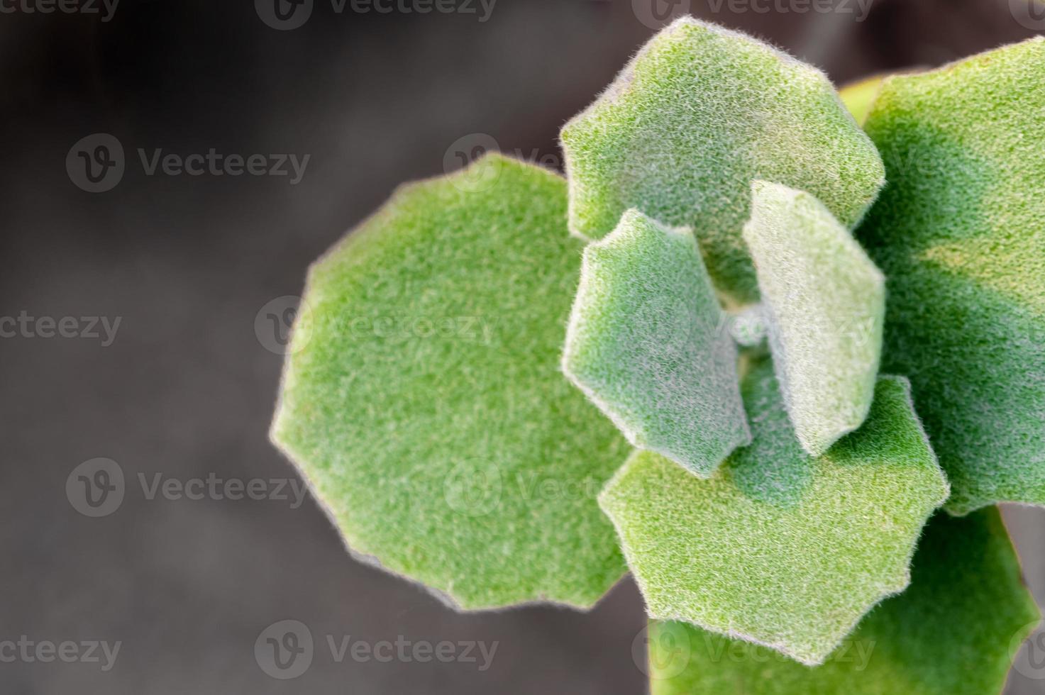 Verde brumoso y con forma de vieira y un pelaje grueso en la superficie de las hojas de la planta suculenta Kalanchoe milliot foto