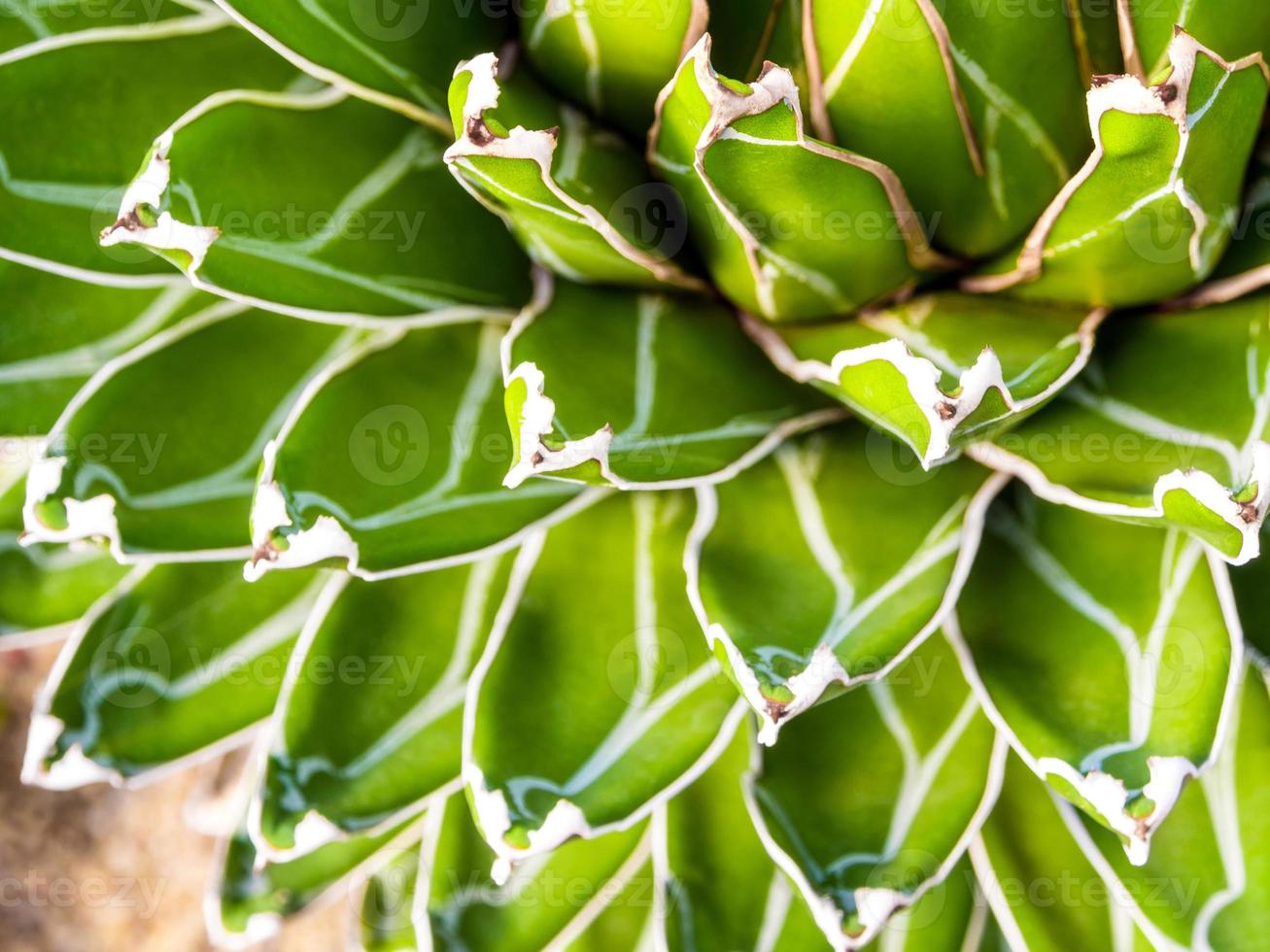 Primer plano de plantas suculentas, hojas frescas detalle de agave victoriae reginae foto