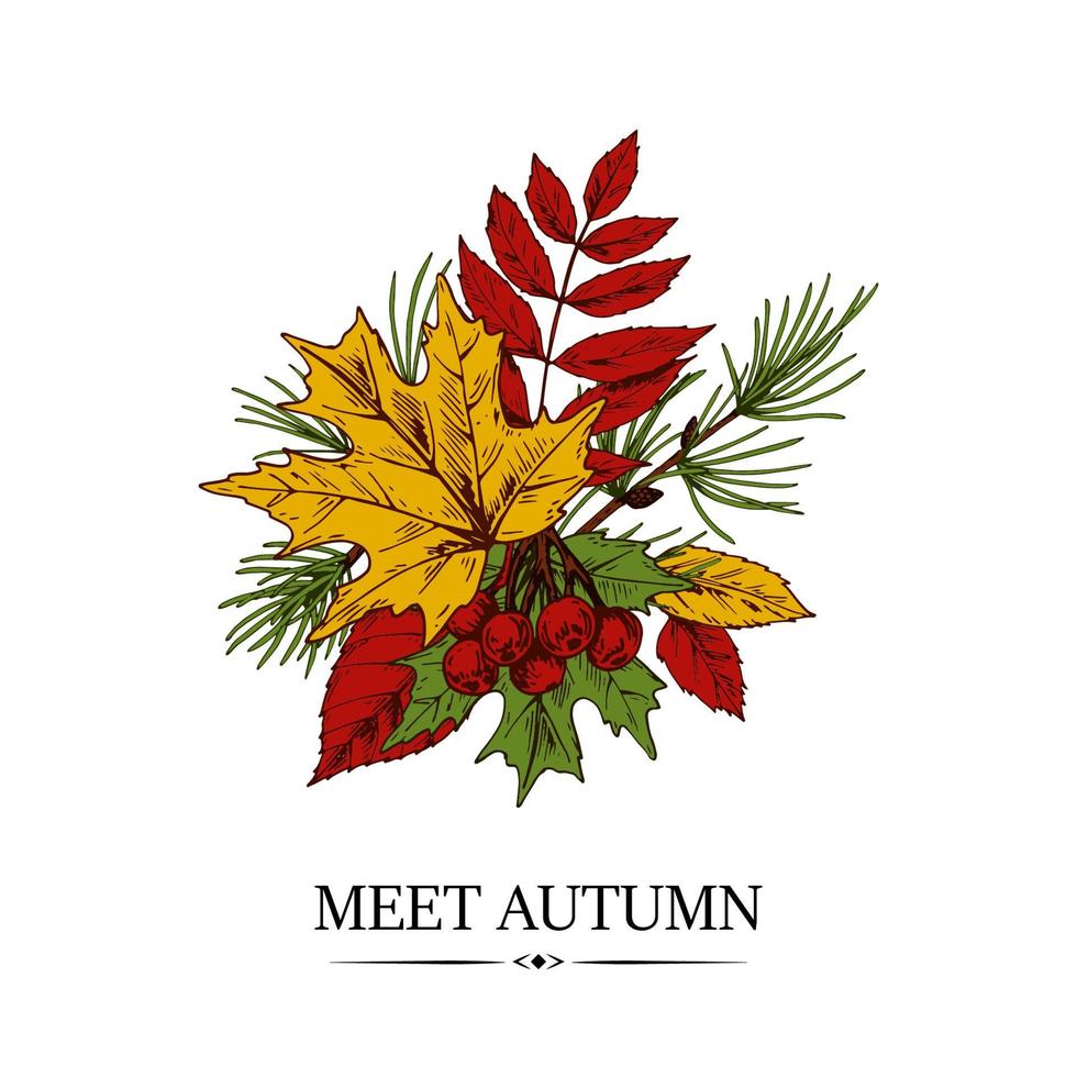 Hand drawn autumn design with maple and rowanberry leaves and berries and larch brunch isolated on white background. Vector illustration in colored sketch style.