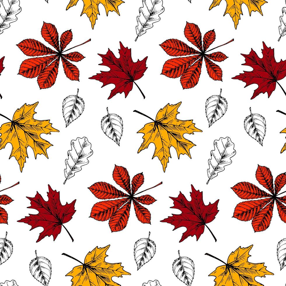Botanical seamless pattern with red and yellow maple leaves on white background. Autumn design. Hand drawn sketch vector illustration. Vintage line art