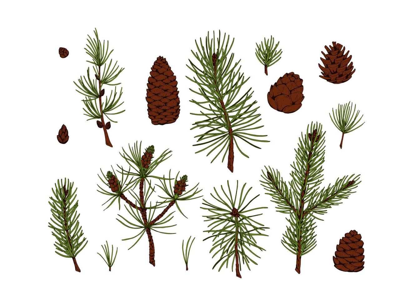 Set of hand drawn evergreen plants and cones vector