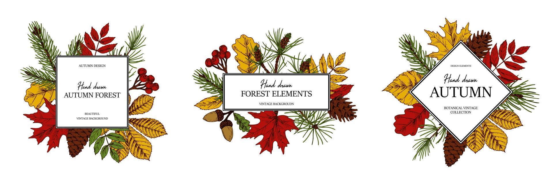 Set of hand drawn square autumn botanical frame with leaves, cones, fir tree branches and berries. Vector illustration in colored sketch style isolated on white. Space for text