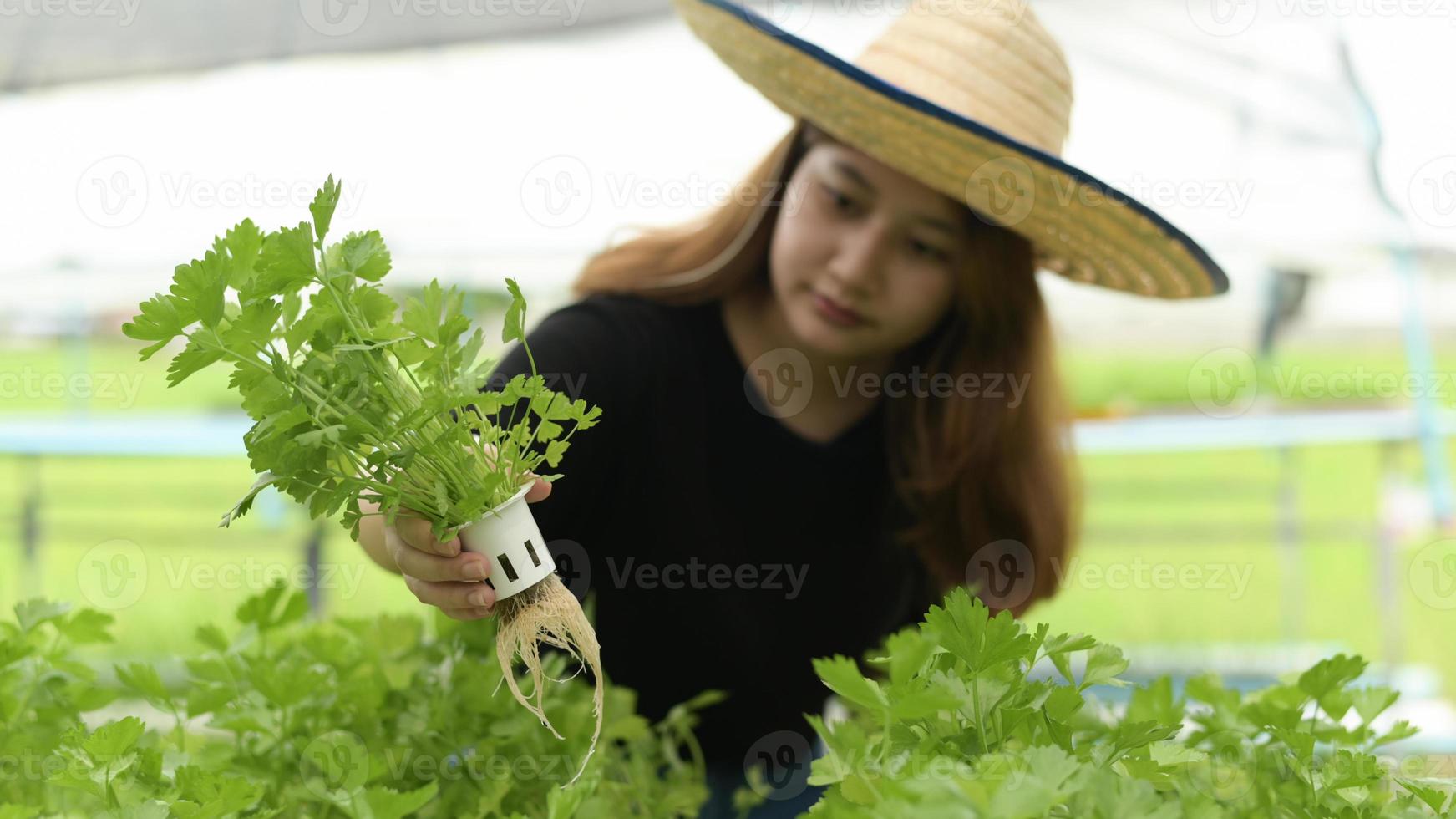 jóvenes agricultoras asiáticas inspeccionando parcelas de hortalizas hidropónicas en invernadero, hortalizas orgánicas, granja inteligente. foto