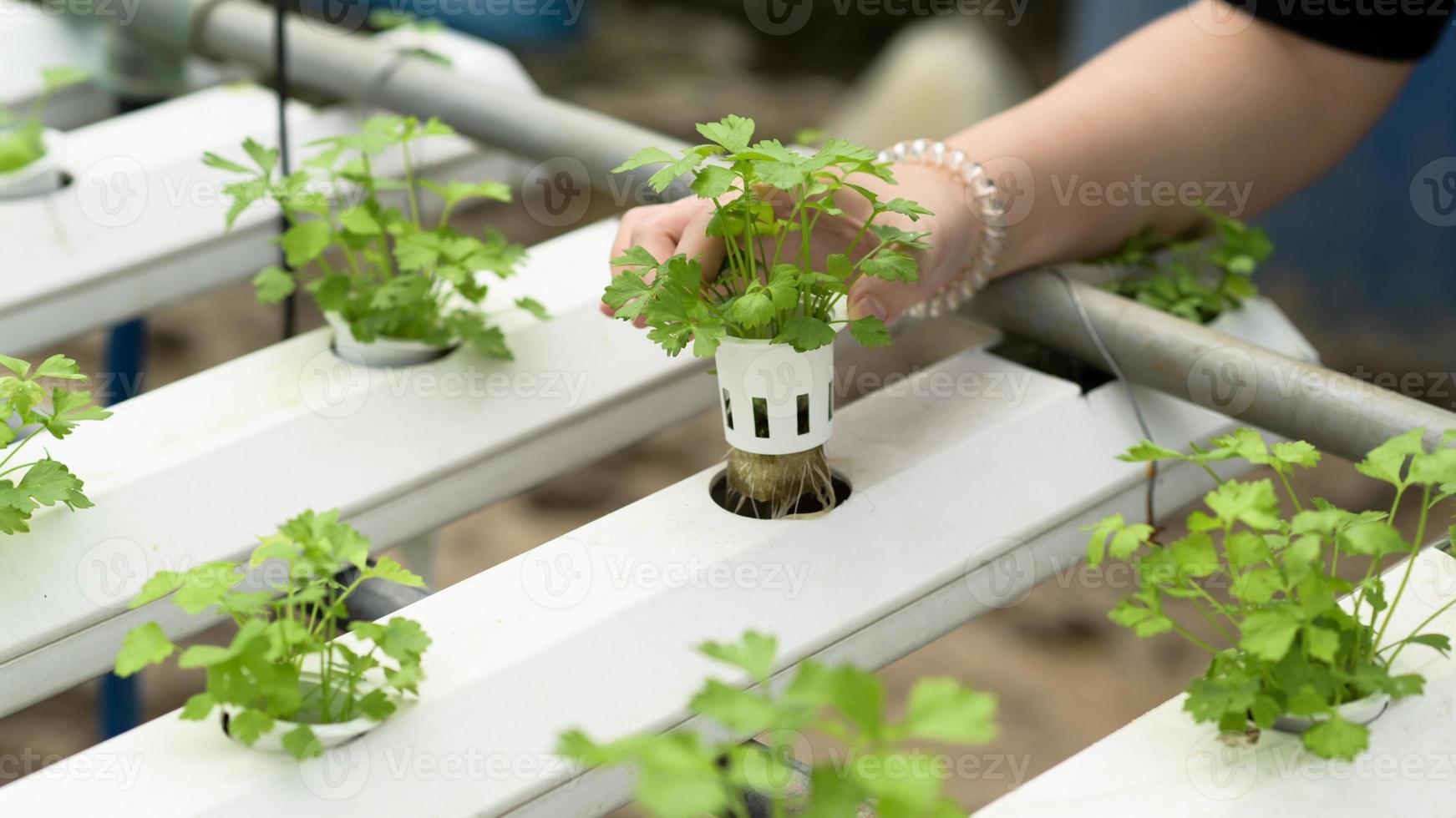 una joven agricultora está cultivando hortalizas hidropónicas en un invernadero. foto