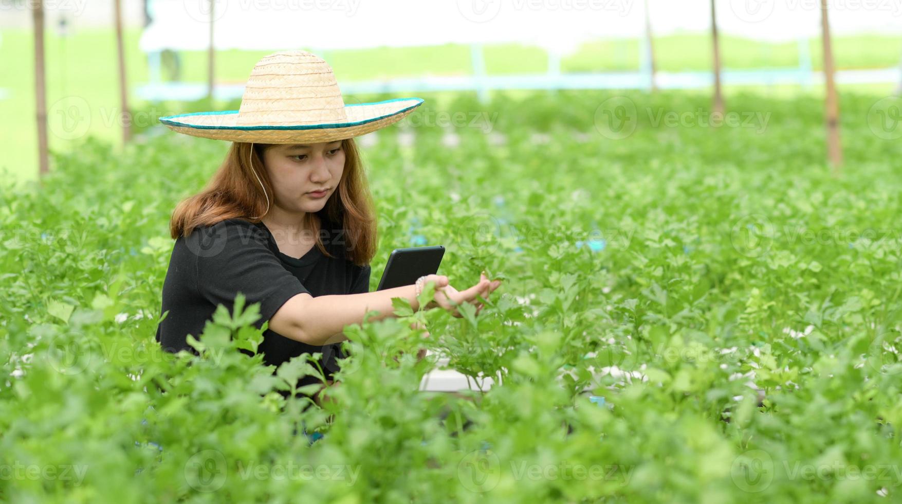 un agricultor adolescente que usa una tableta está cuidando e inspeccionando verduras en un invernadero. foto