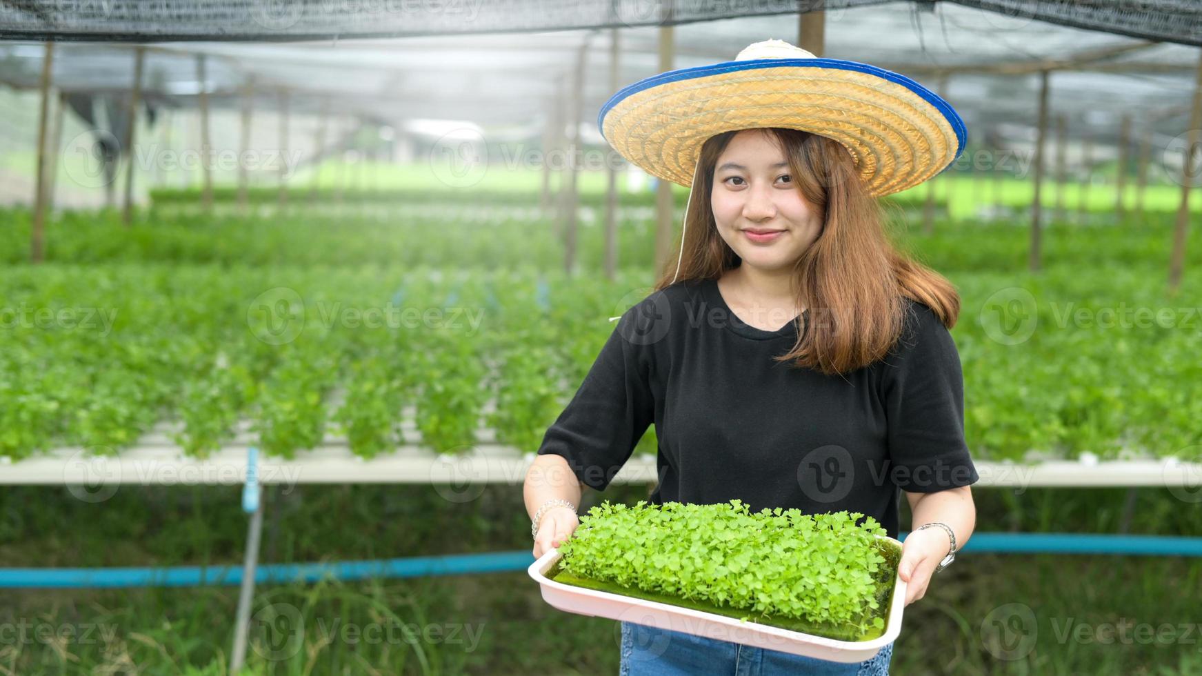 una agricultora sosteniendo una bandeja para cultivar plantones de hortalizas hidropónicas en un invernadero. foto