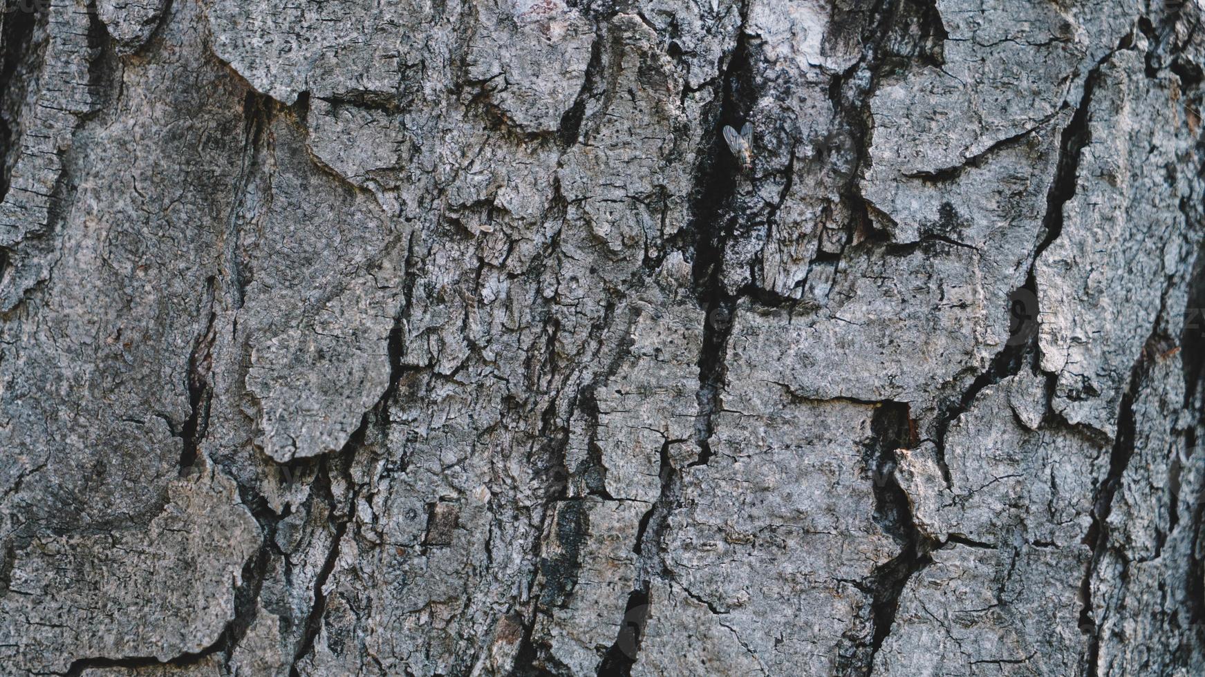 telón de fondo de textura de madera foto