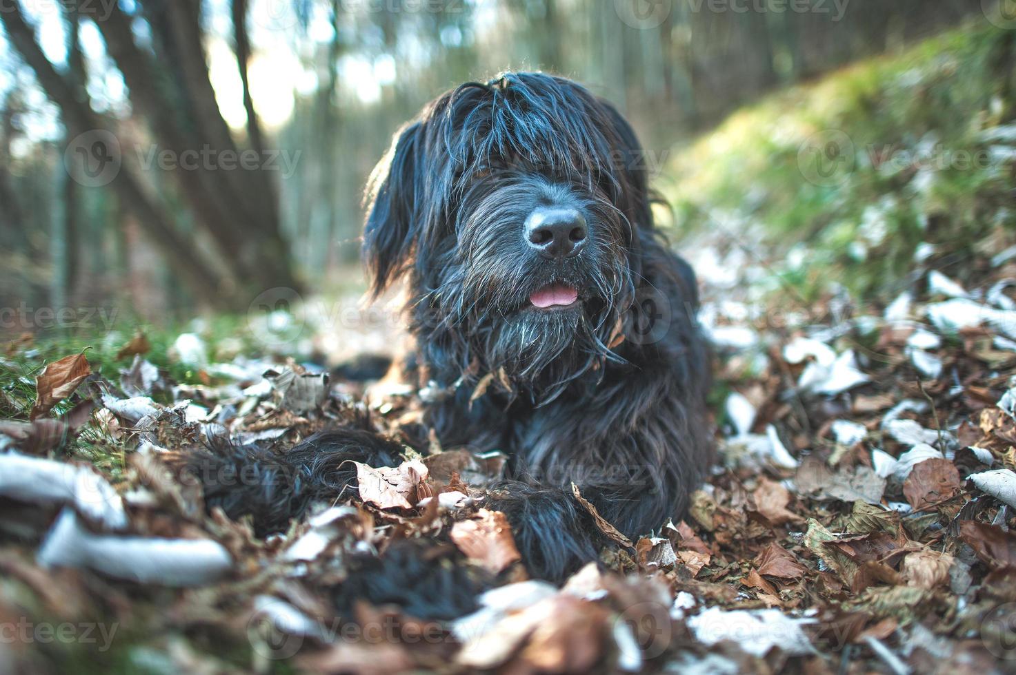 perro pastor de montaña entre hojas de otoño foto