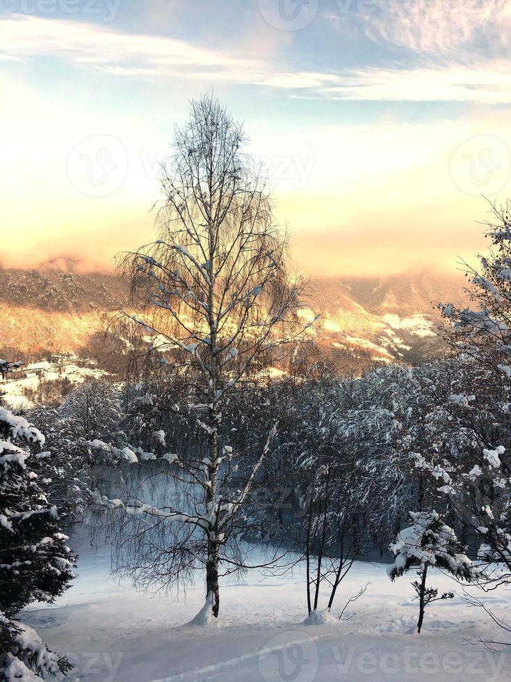 A high birch tree in snowy landscape on the Italian Alps photo