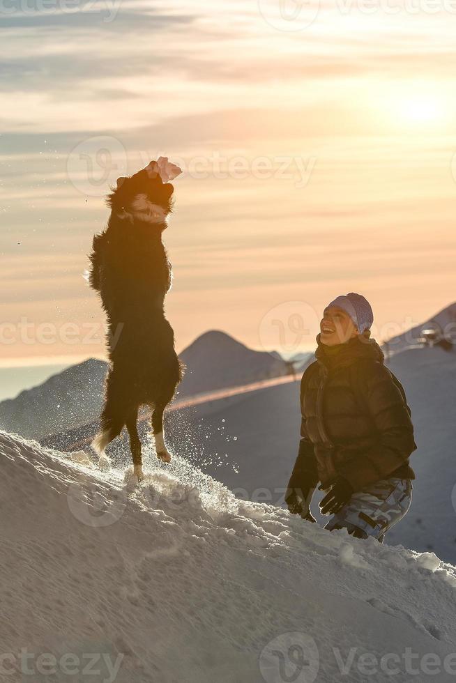 Border collie dog playing in the snow with his mistress photo