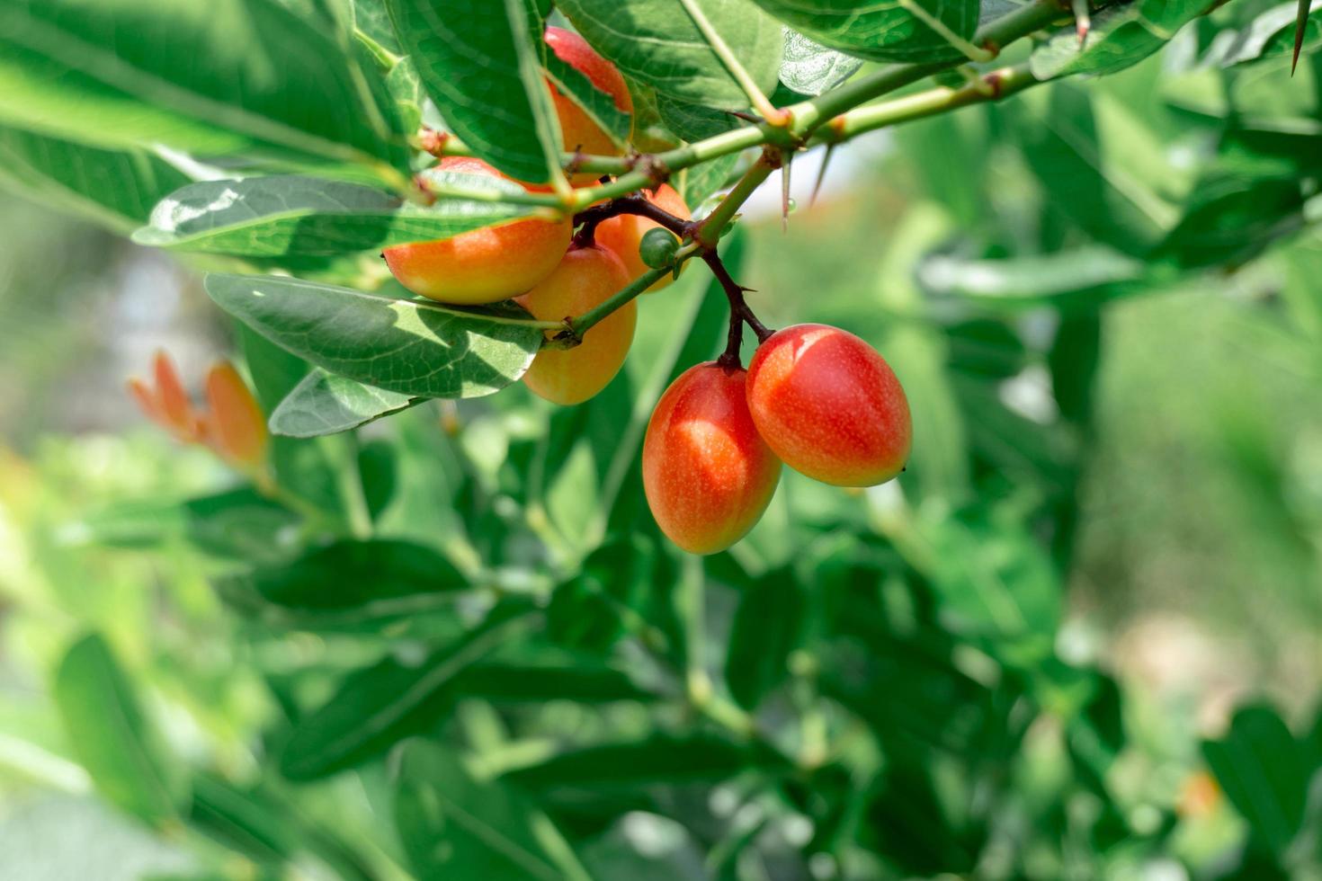 Karonda fruit on the tree photo