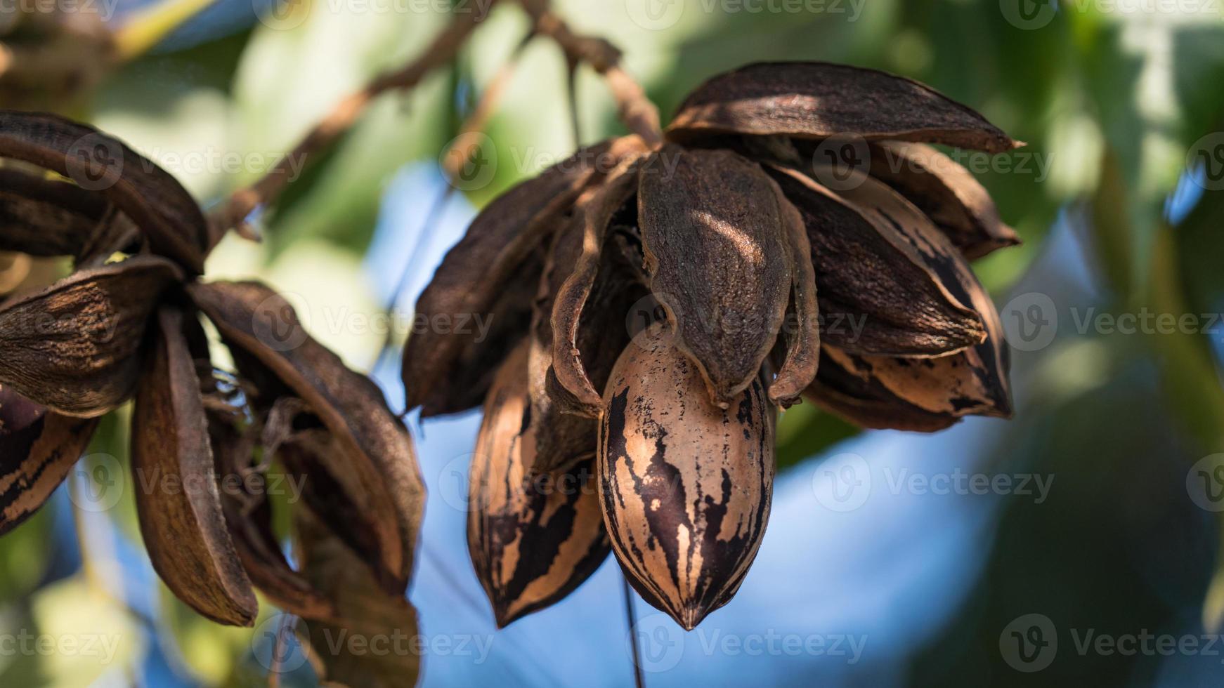 Nueces pecanas secas en el árbol, otoño en Israel foto