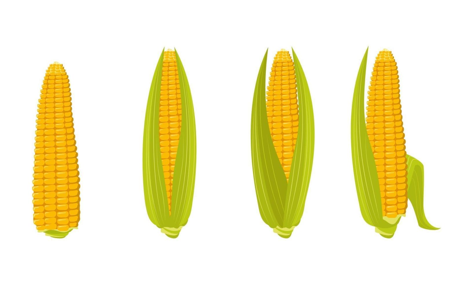 Set of corn cobs with leaves and grains. Summer and autumn harvest, delicious food. Vitamin source vector