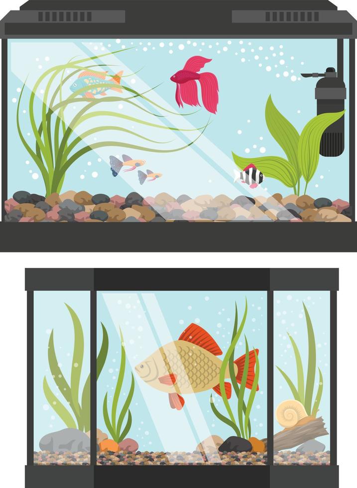 transparent aquarium vector illustration Pro Vector