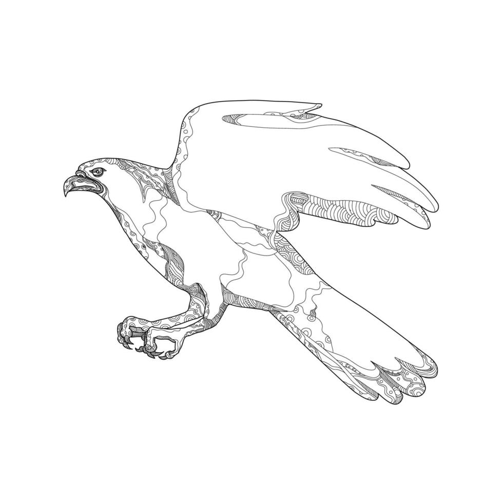 northern goshawk swooping doodle art vector