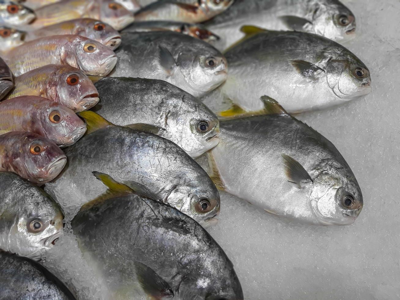 Close up Raw Fresh Fish Chilling on Ice in Seafood Market Stall photo