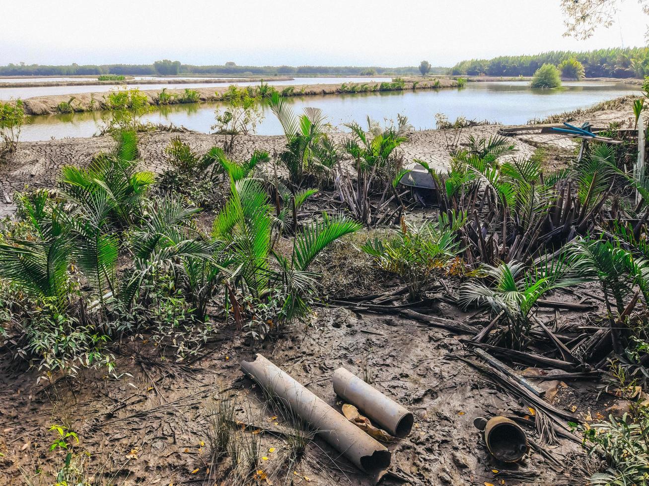 Tropical Mangrove Tree Forest. Recovery of nature mangrove forest in Samut Prakan, Thailand photo