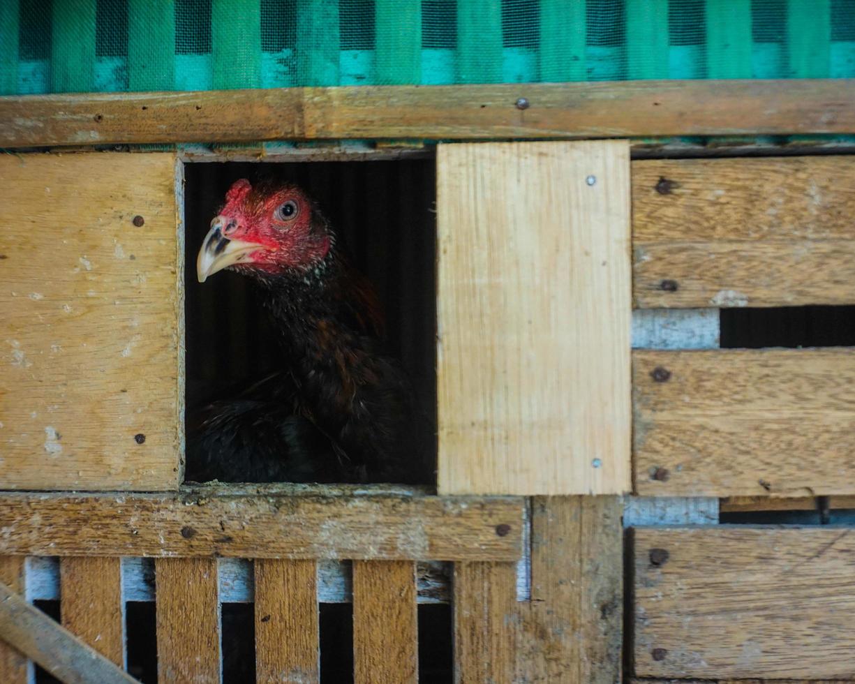 Chicken in the coop photo