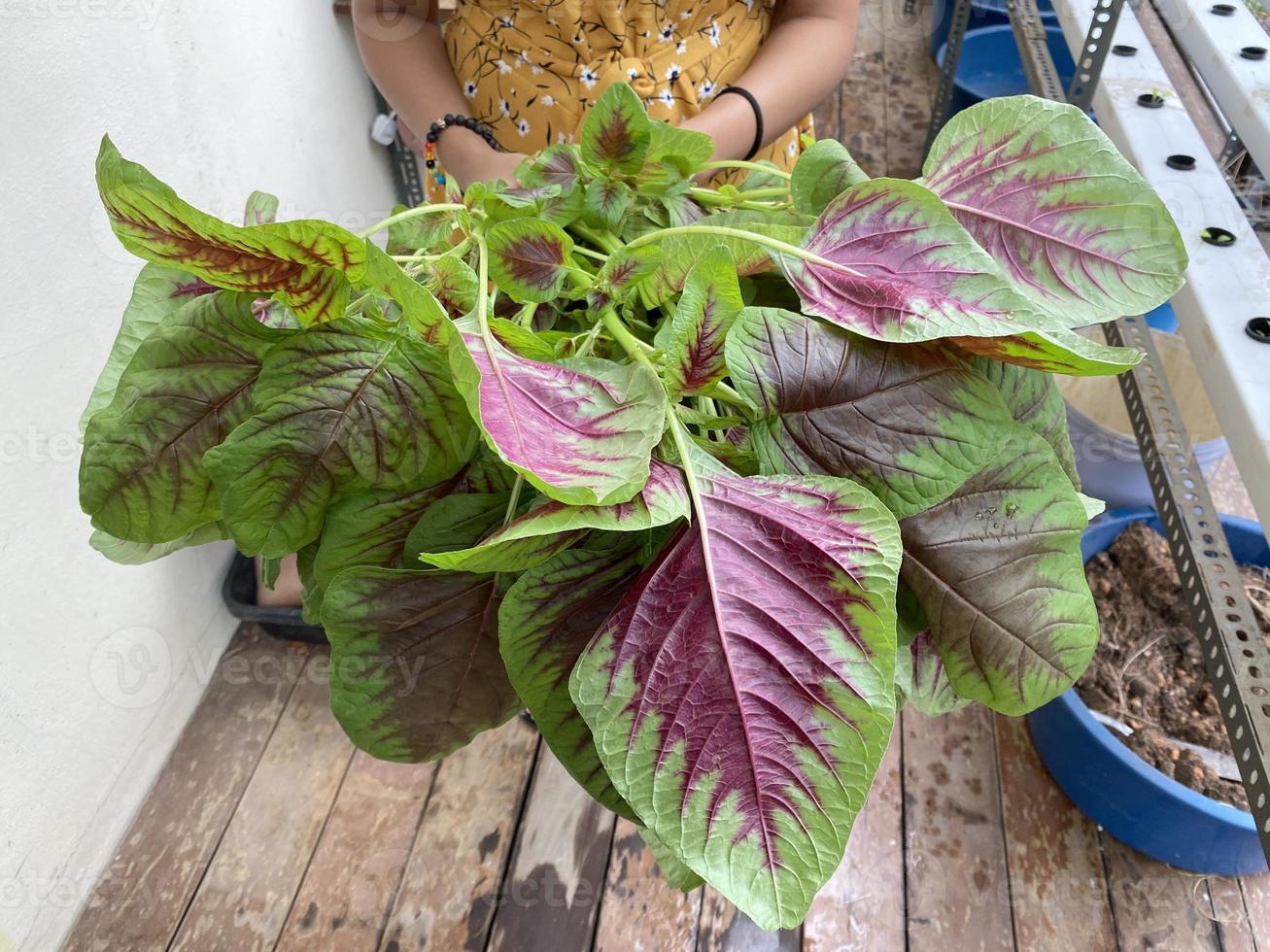 A person holding freshly farmed chinese spinach amaranth using hydroponic  system maranth using hydroponic  system photo