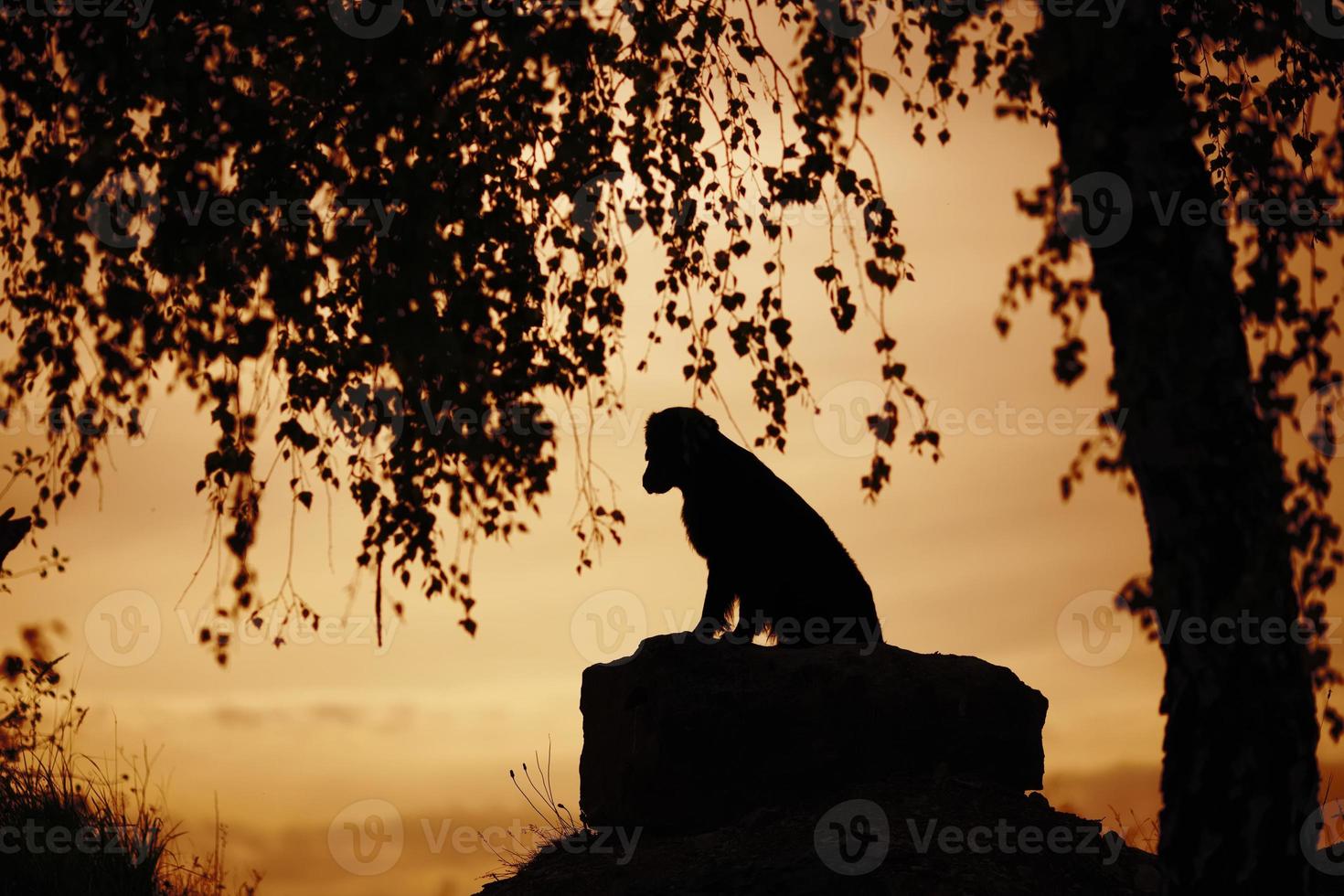 Dog sitting under a tree in the evening photo