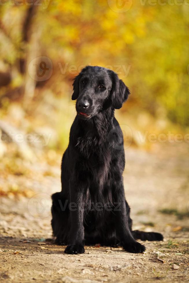 perro perdiguero negro peludo foto