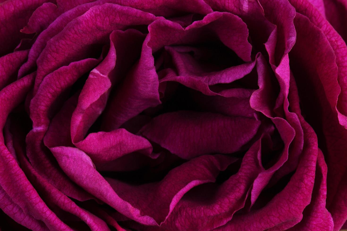 Wither rose burgundy photo
