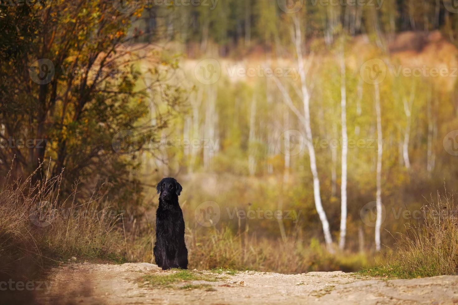 Wet retriever sitting on the background of the autumn trees photo