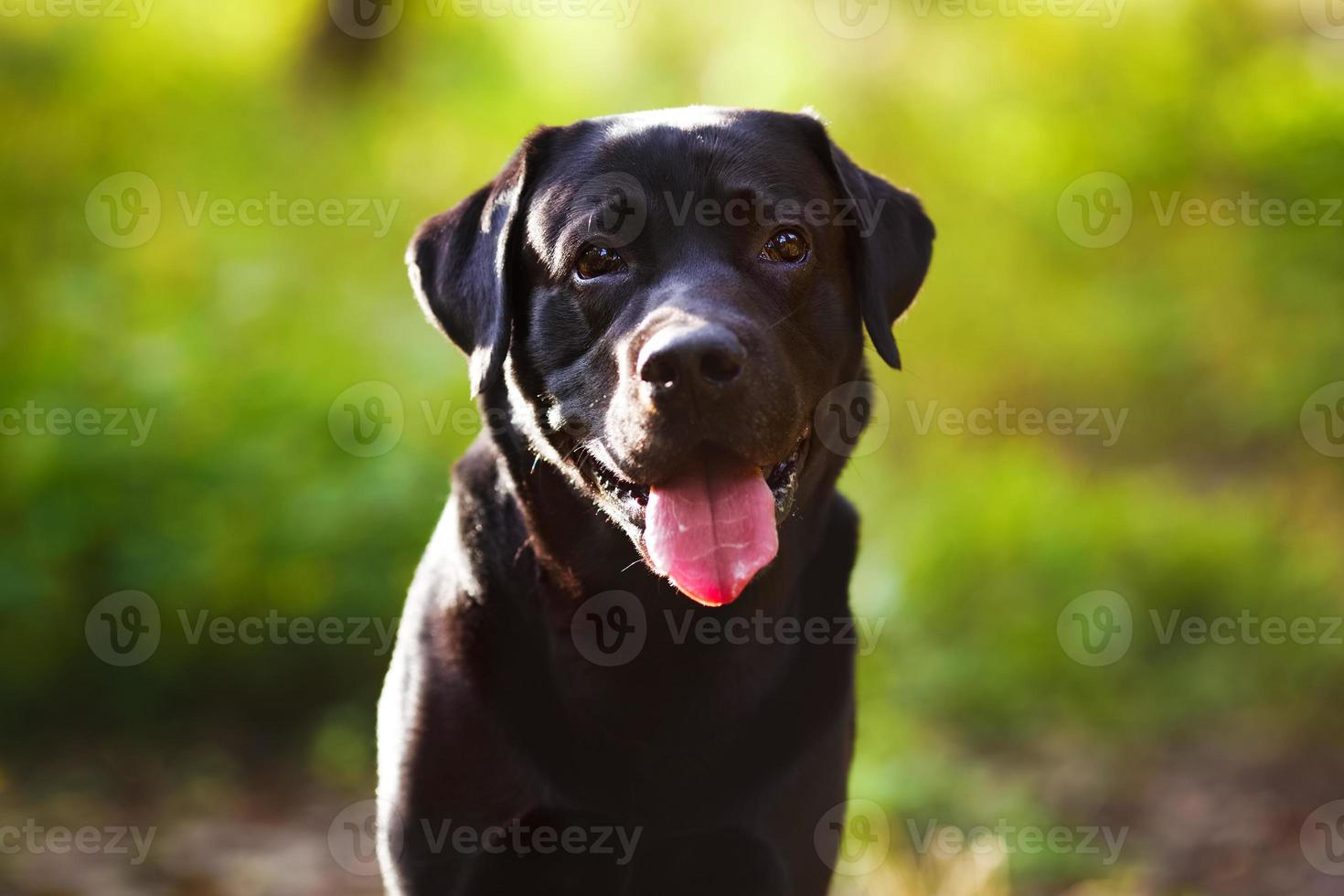 labrador negro sentado y mirando a la cámara foto