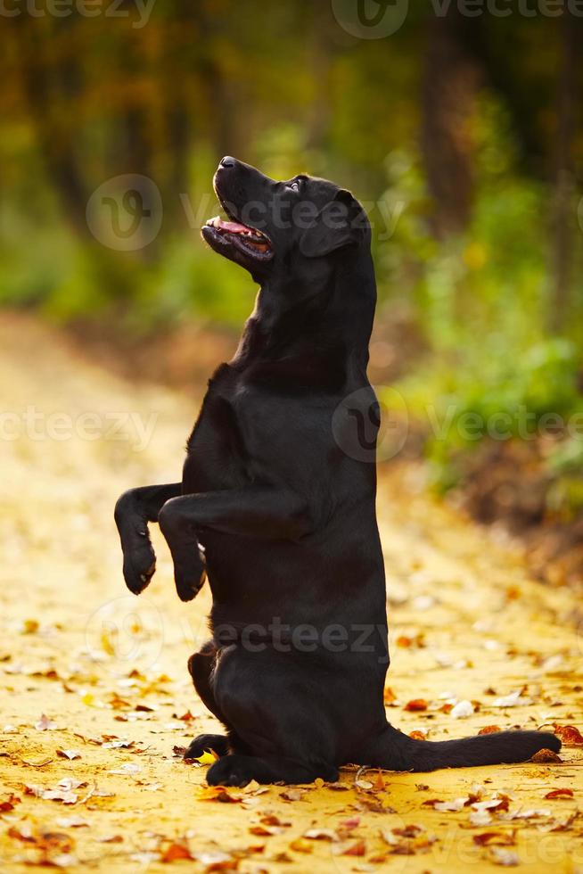 Labrador sitting on its hind legs photo