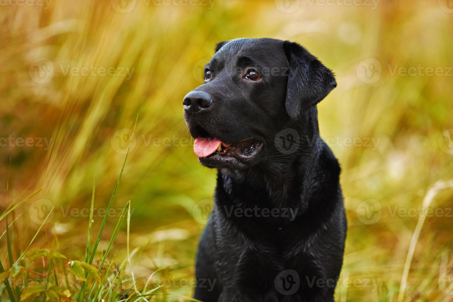 Black labrador on a background of grass photo