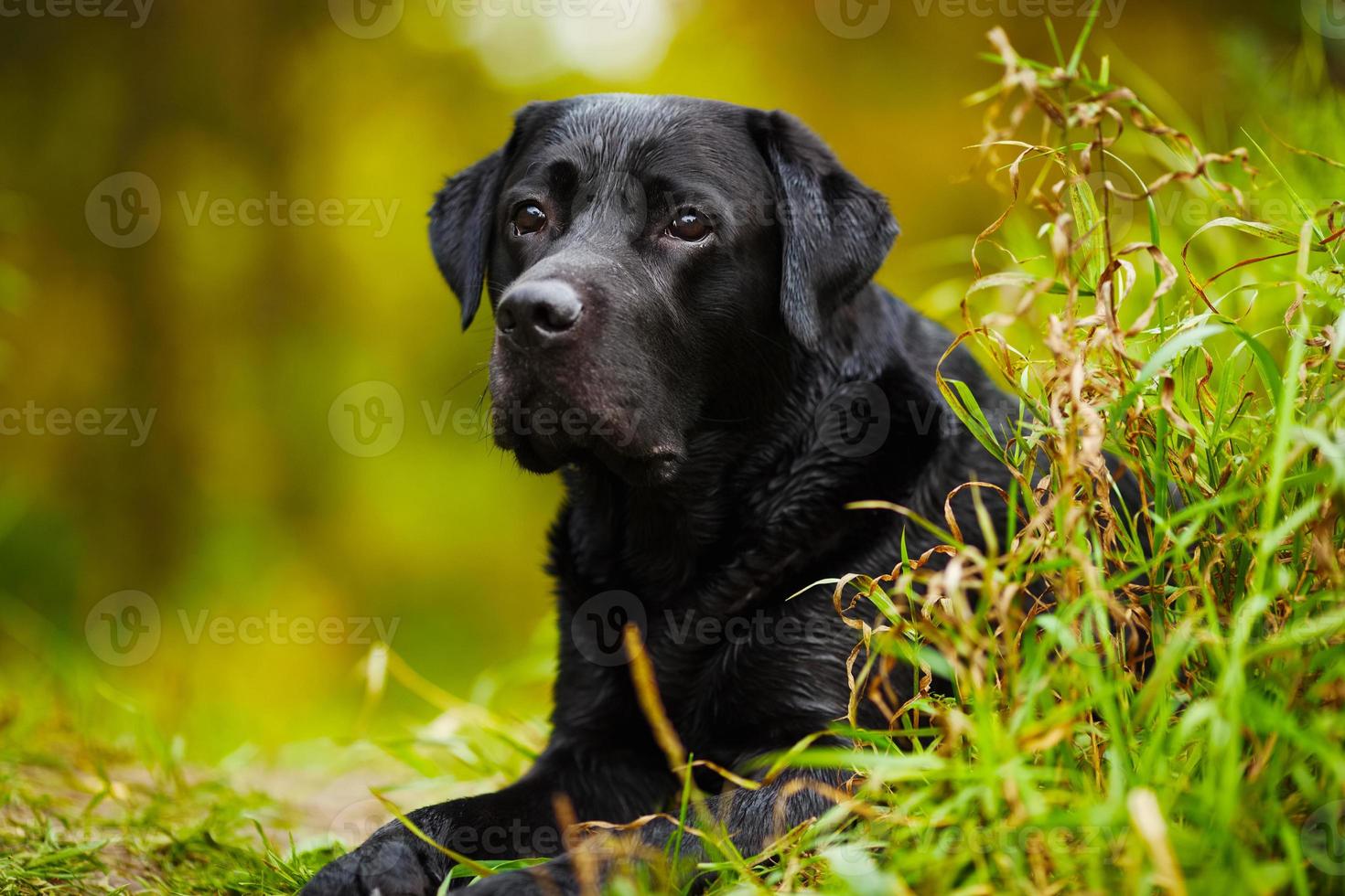 Black wet labrador photo