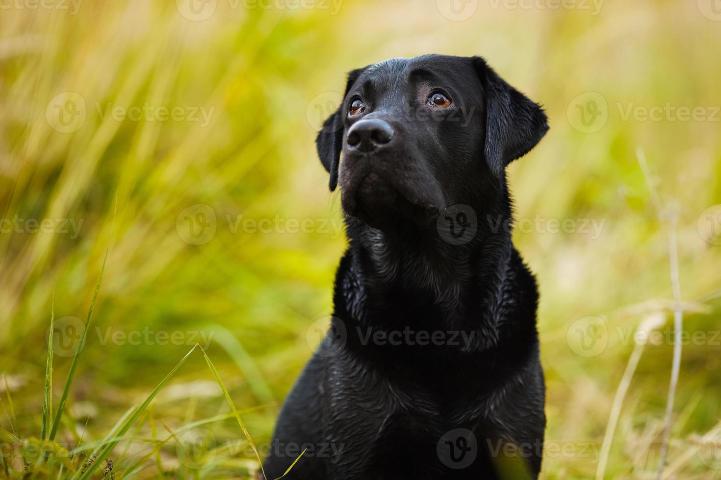 Labrador looks guiltily at his master photo