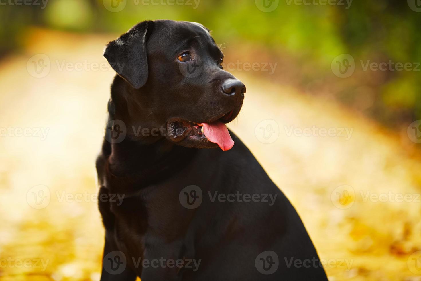 Black labrador sitting and looking away photo